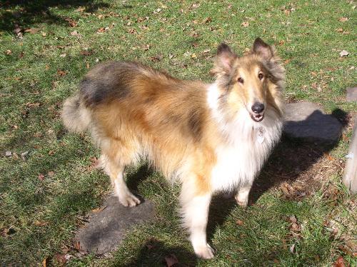 Sam - photo 3