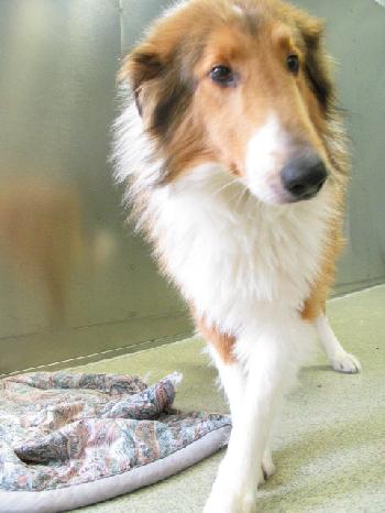 Thane a Adult Male Collie (long coat) adopted through Collie Rescue