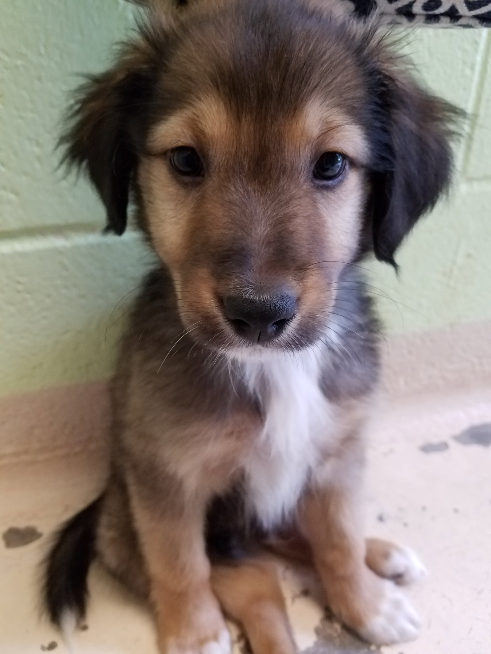 Clark a Baby Male Collie / Mixed (long coat) adopted through Collie Rescue