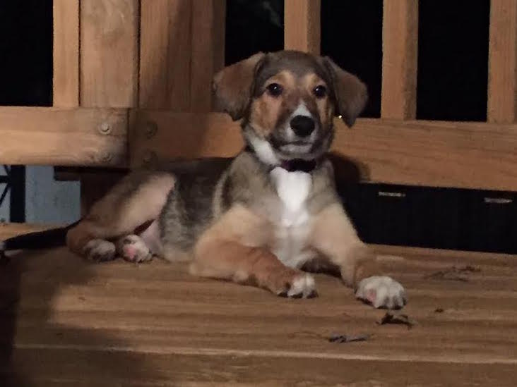 Ava a Baby Female Collie / Hound / Mixed (short coat) adopted through Collie Rescue