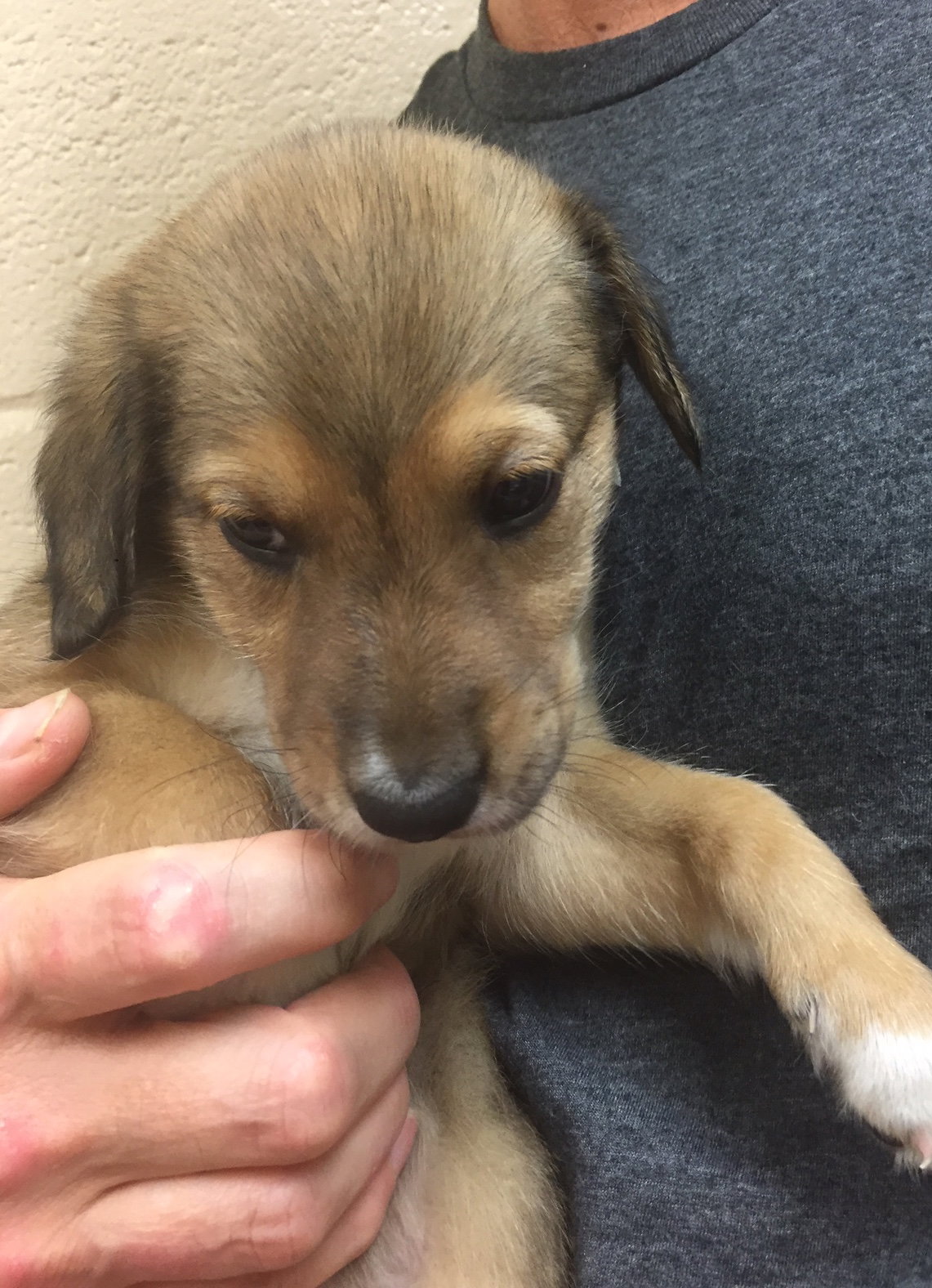 Doris a Baby Female Collie / Mixed (long coat) adopted through Collie Rescue