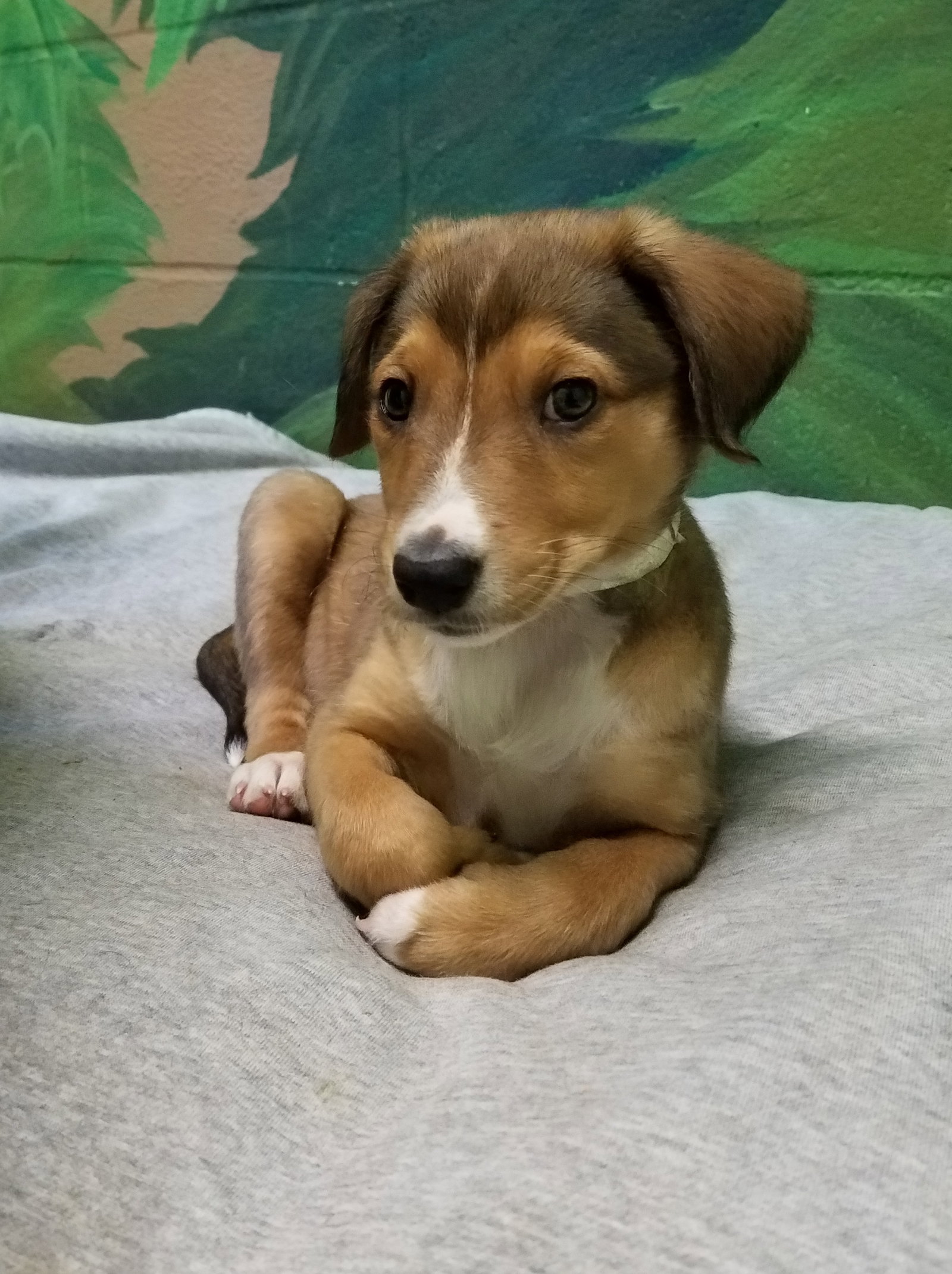 Bette a Baby Female Collie / Mixed (long coat) adopted through Collie Rescue