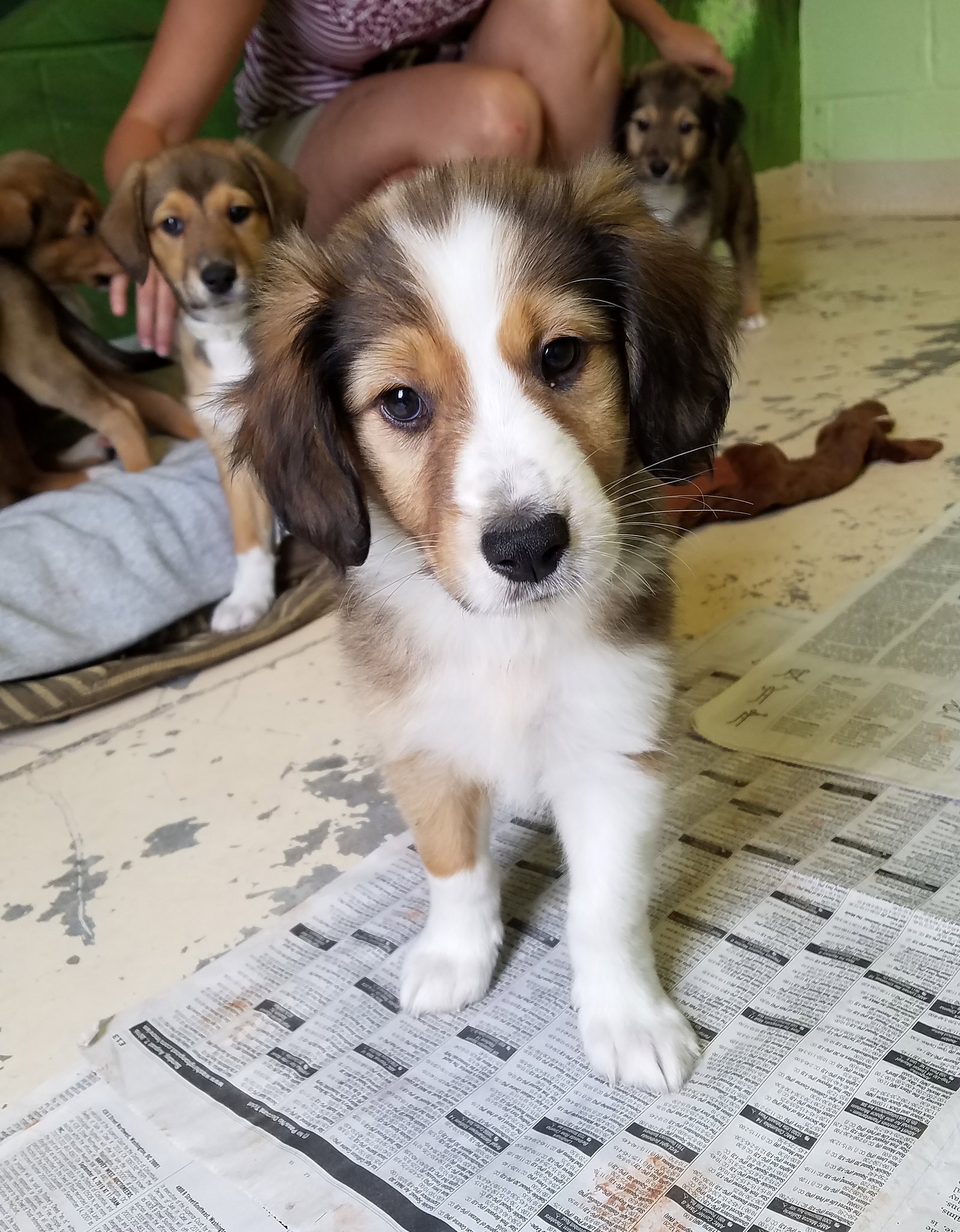 Marilyn a Baby Female Collie / Mixed (long coat) adopted through Collie Rescue