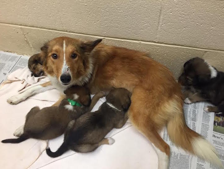 Ginger a Adult Female Collie (long coat) adopted through Collie Rescue