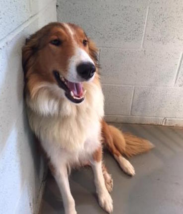 Cindy a Adult Female Collie (long coat) adopted through Collie Rescue