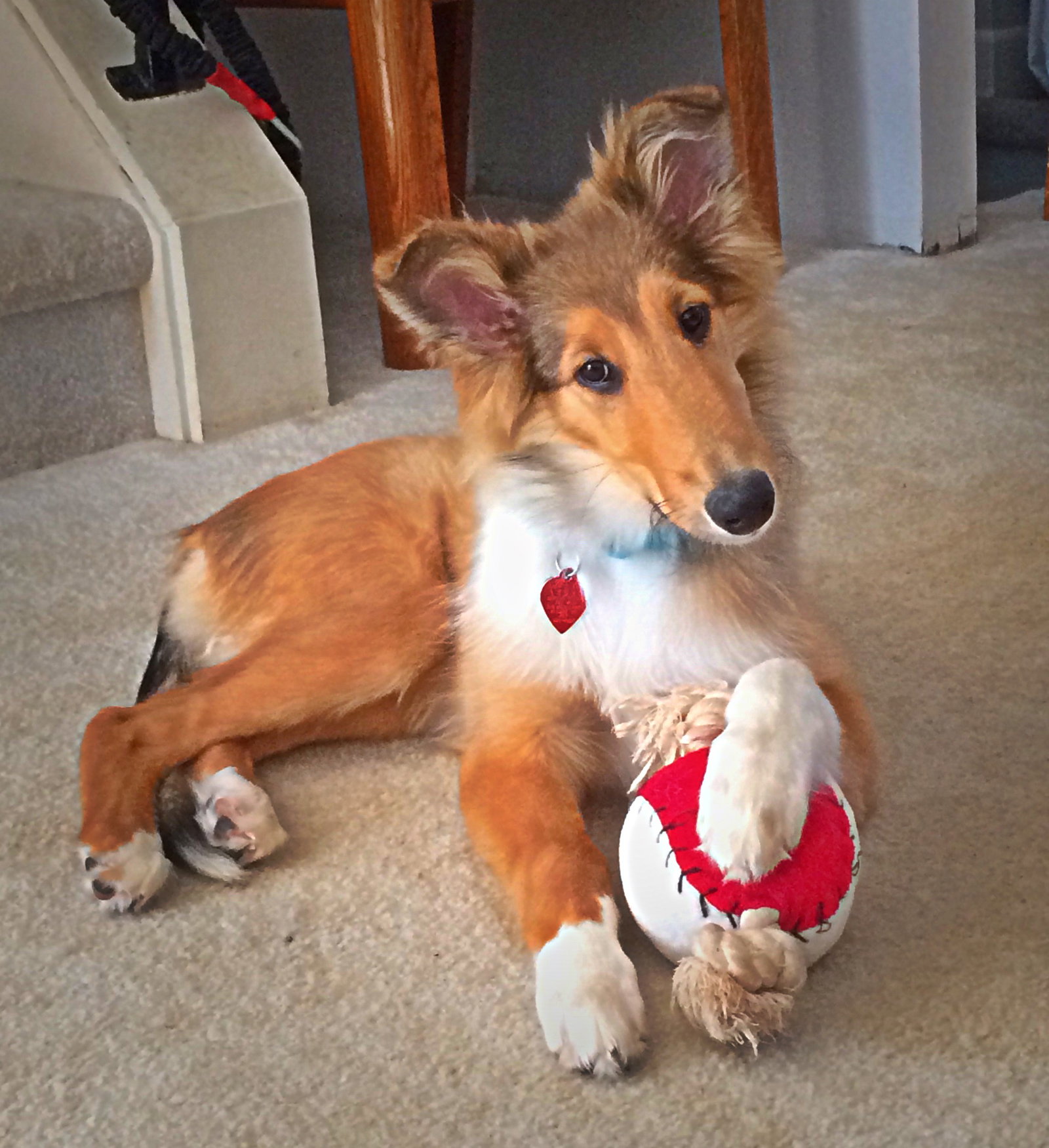Marcie a Baby Female Collie (long coat) adopted through Collie Rescue