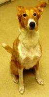 Abbie a Adult Female Collie / Mixed (short coat) adopted through Collie Rescue