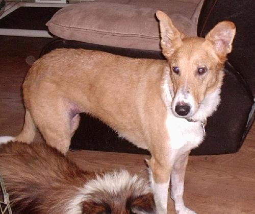 Abbie - photo 3
