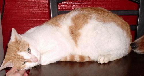 Baxter a Adult Male Domestic Short Hair - orange and white (short coat) adopted through Collie Rescue