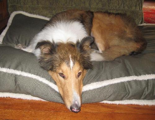 Rex a Adult Male Collie (long coat) adopted through Collie Rescue