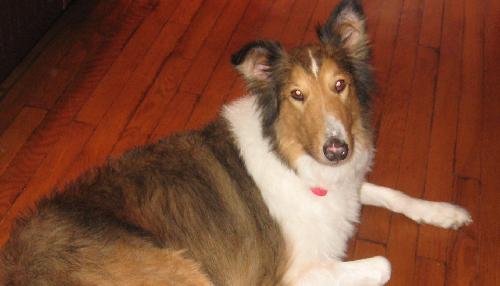 Rex - photo 2