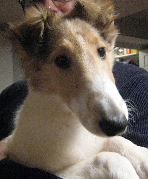 Jordie a Baby Female Collie (long coat) adopted through Collie Rescue