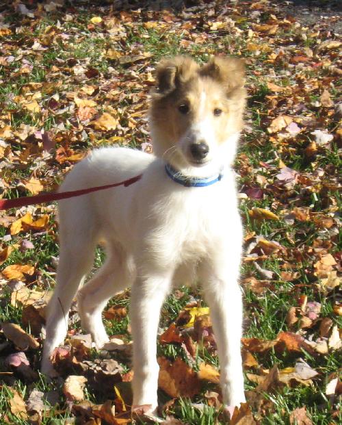 Jordie - photo 4