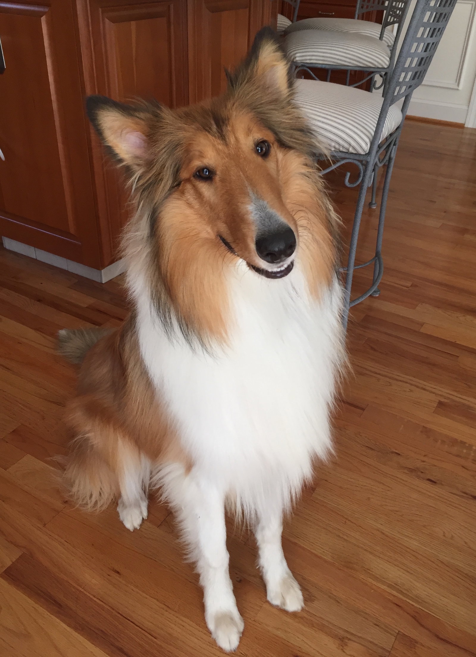 Winnie a Young Female Collie (long coat) adopted through Collie Rescue