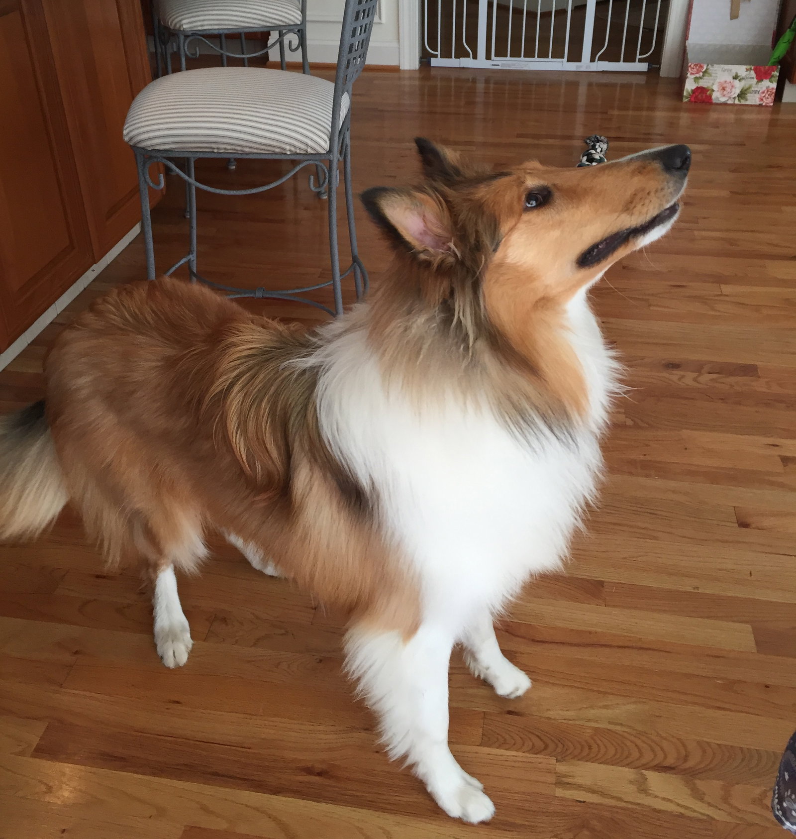 Winnie - photo 2