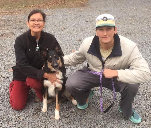 Jazz a Young Female Collie (long coat) adopted through Collie Rescue