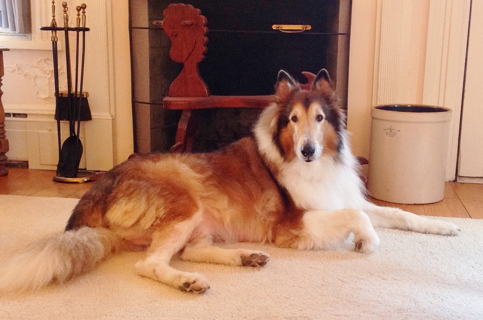 Tango a Adult Male Collie (long coat) adopted through Collie Rescue