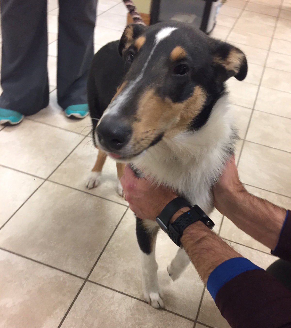 Ted a Baby Male Collie (long coat) adopted through Collie Rescue