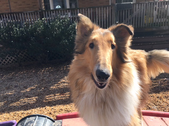 Luke a Adult Male Collie (long coat) adopted through Collie Rescue