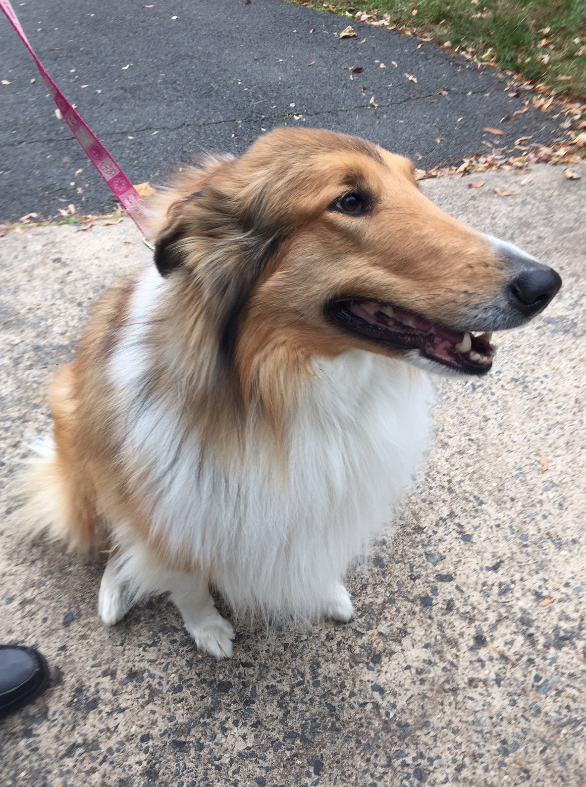 Lilly - photo 2