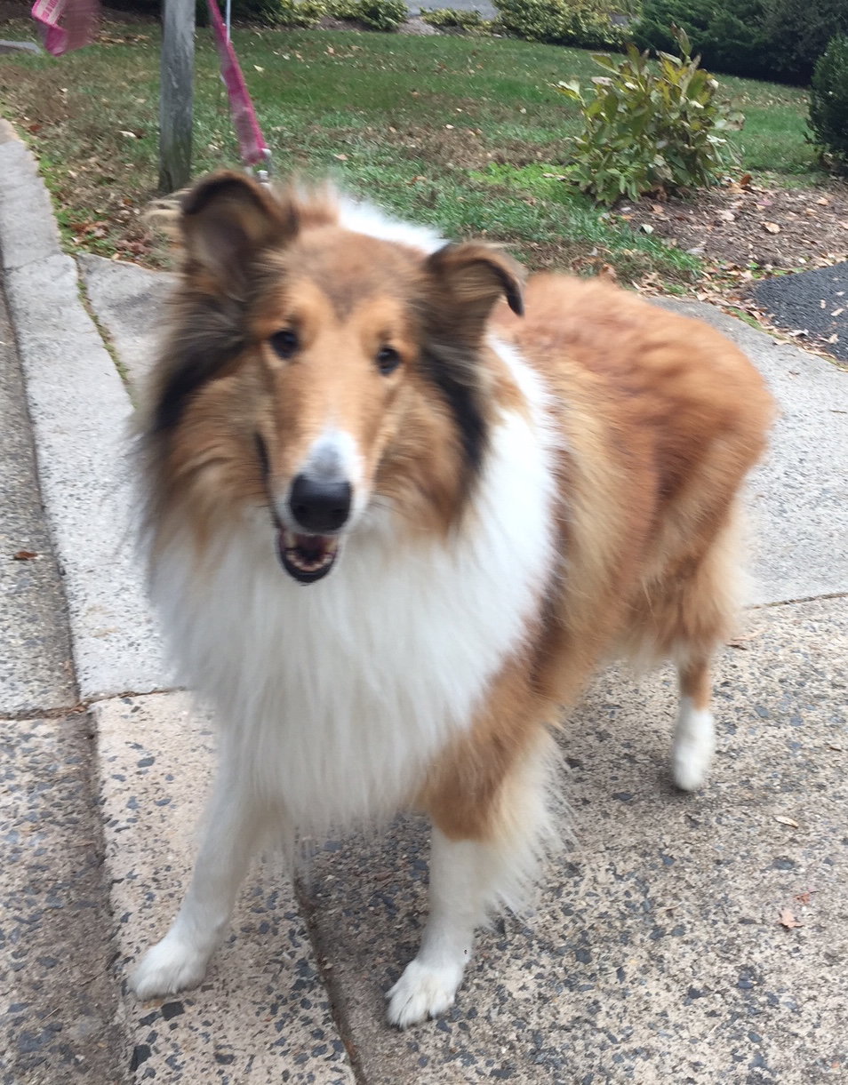 Lilly - photo 3