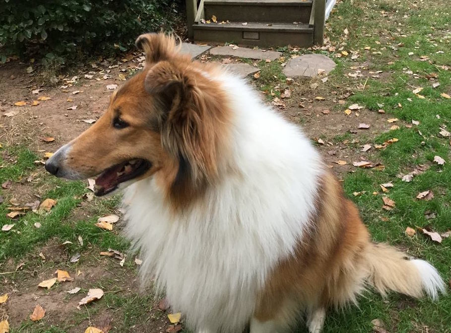 Lilly - photo 5