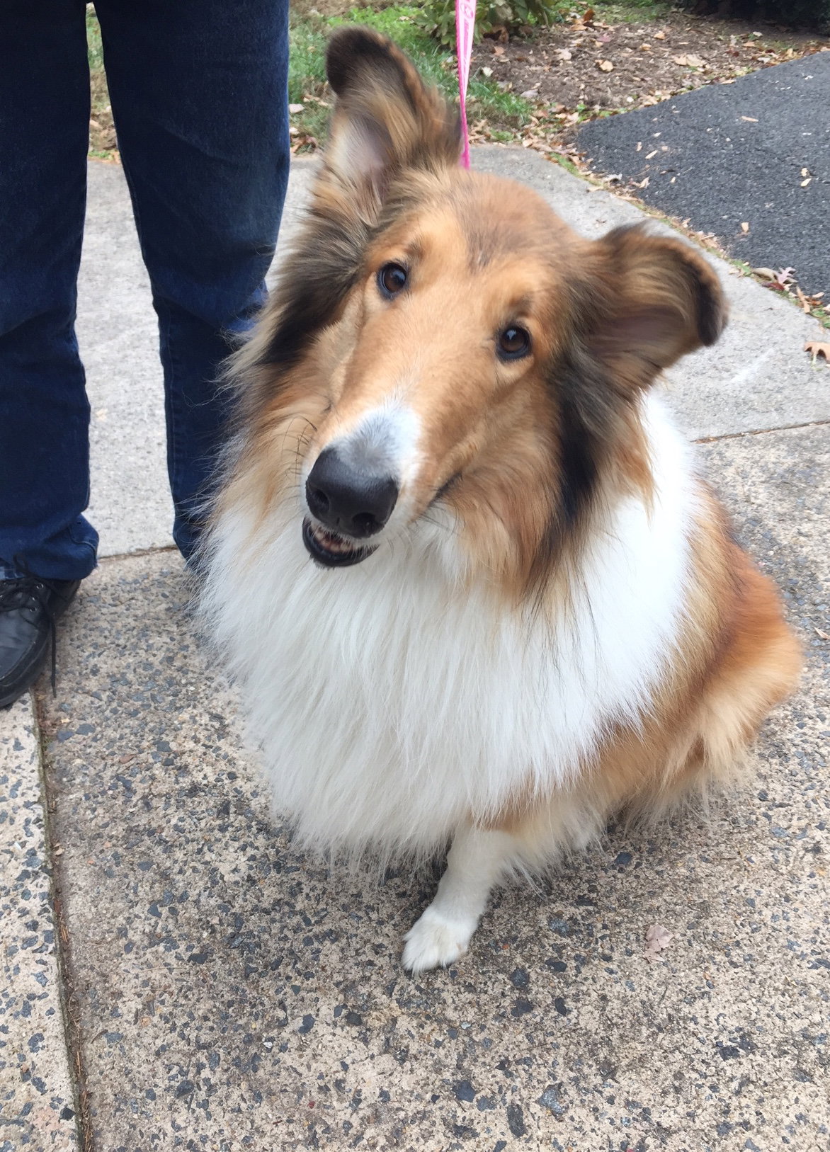 Lilly a Adult Female Collie (long coat) adopted through Collie Rescue