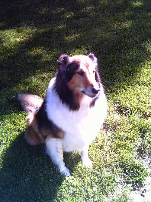 Frannie a Senior Female Collie (long coat) adopted through Collie Rescue