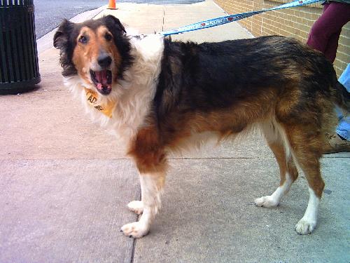 Frannie - photo 3