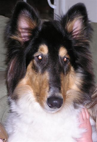Shelby a Young Female Collie (long coat) adopted through Collie Rescue
