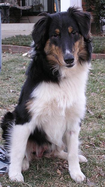Riley a Adult Male Collie / Mixed (medium coat) adopted through Collie Rescue