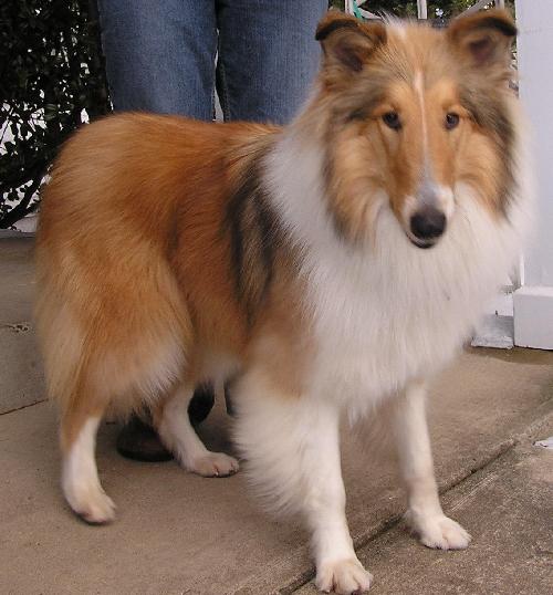 Chloe a Young Female Collie (long coat) adopted through Collie Rescue
