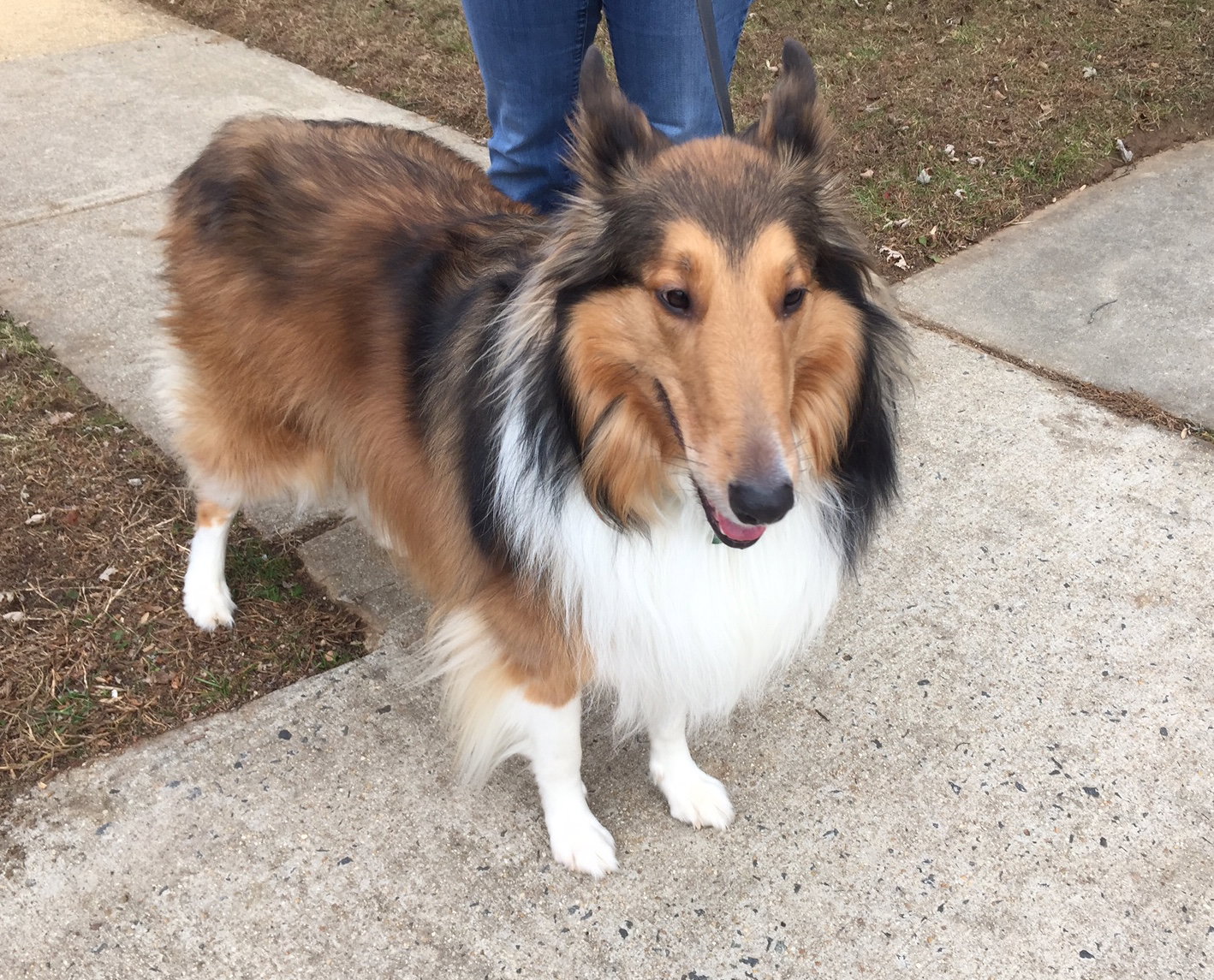 Gracie a Adult Female Collie (long coat) adopted through Collie Rescue