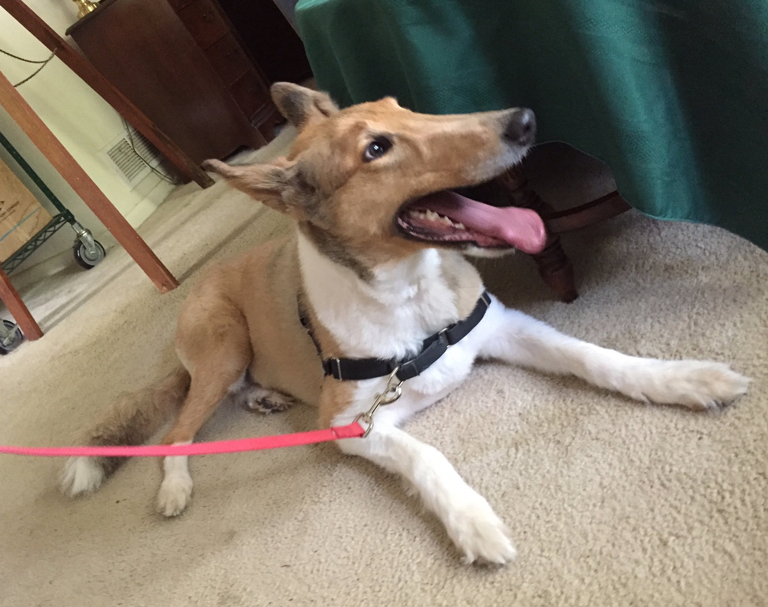 Lady a Adult Female Collie (long coat) adopted through Collie Rescue