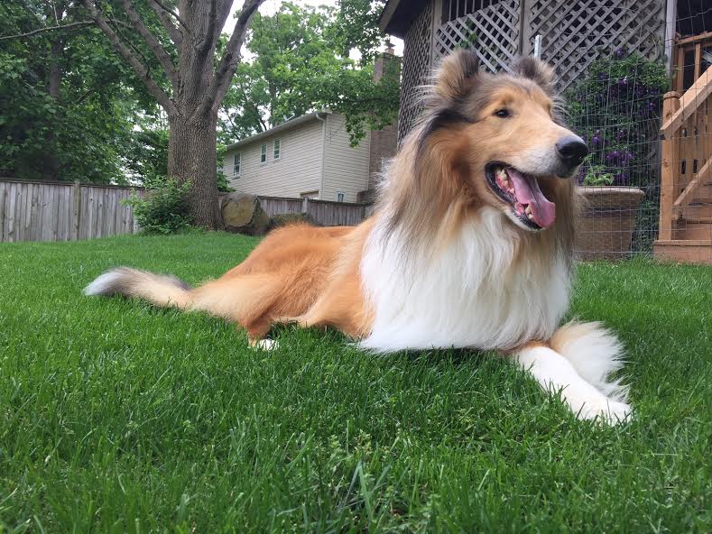 Prince a Adult Male Collie (long coat) adopted through Collie Rescue