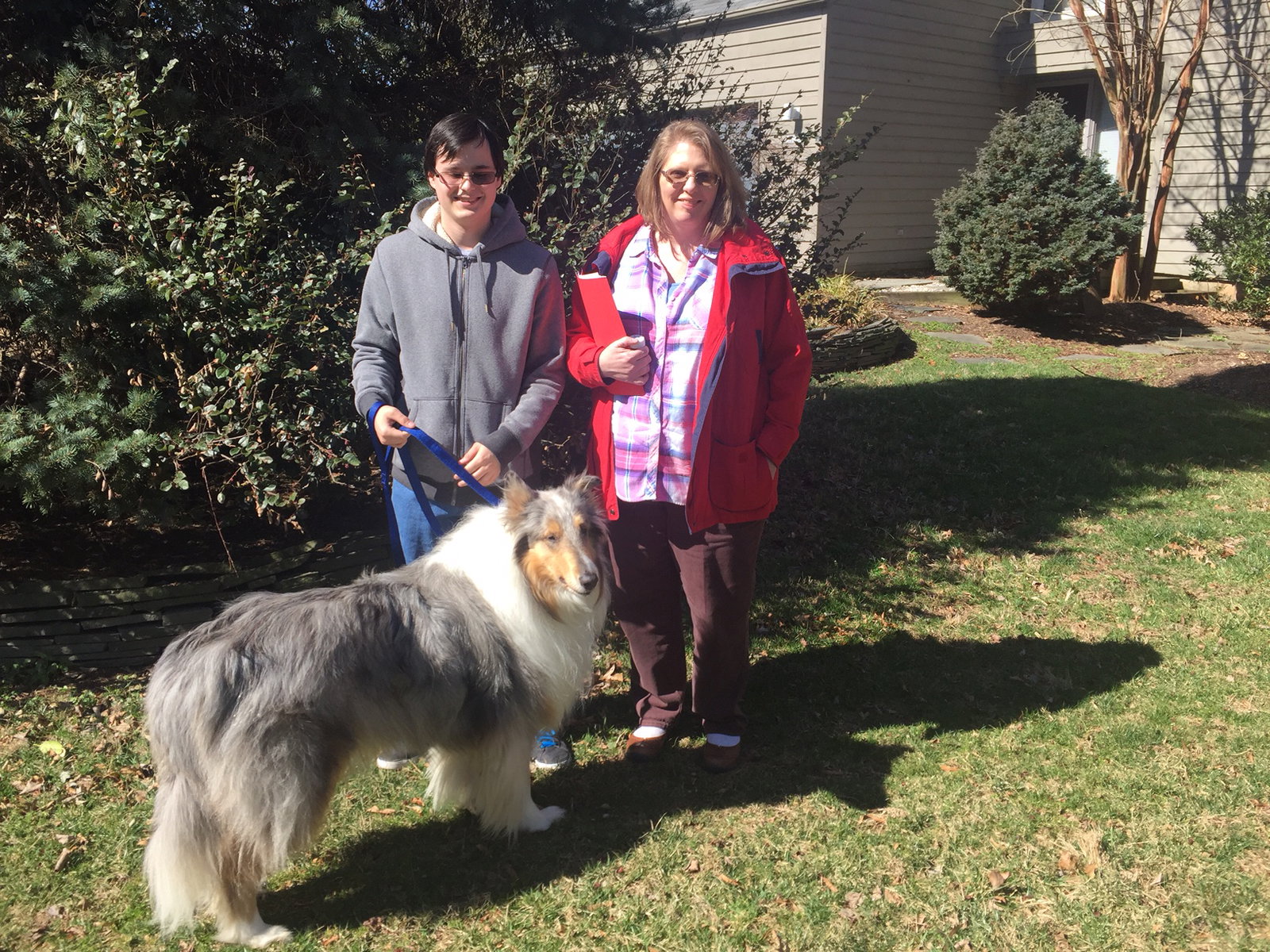 King a Adult Male Collie (long coat) adopted through Collie Rescue