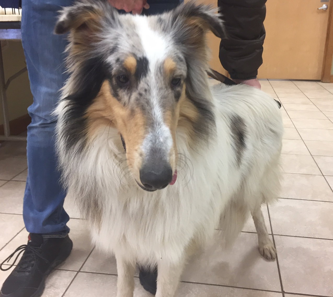 Bailey a Baby Female Collie (long coat) adopted through Collie Rescue