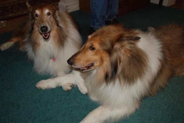 Jake a Adult Male Collie (long coat) adopted through Collie Rescue