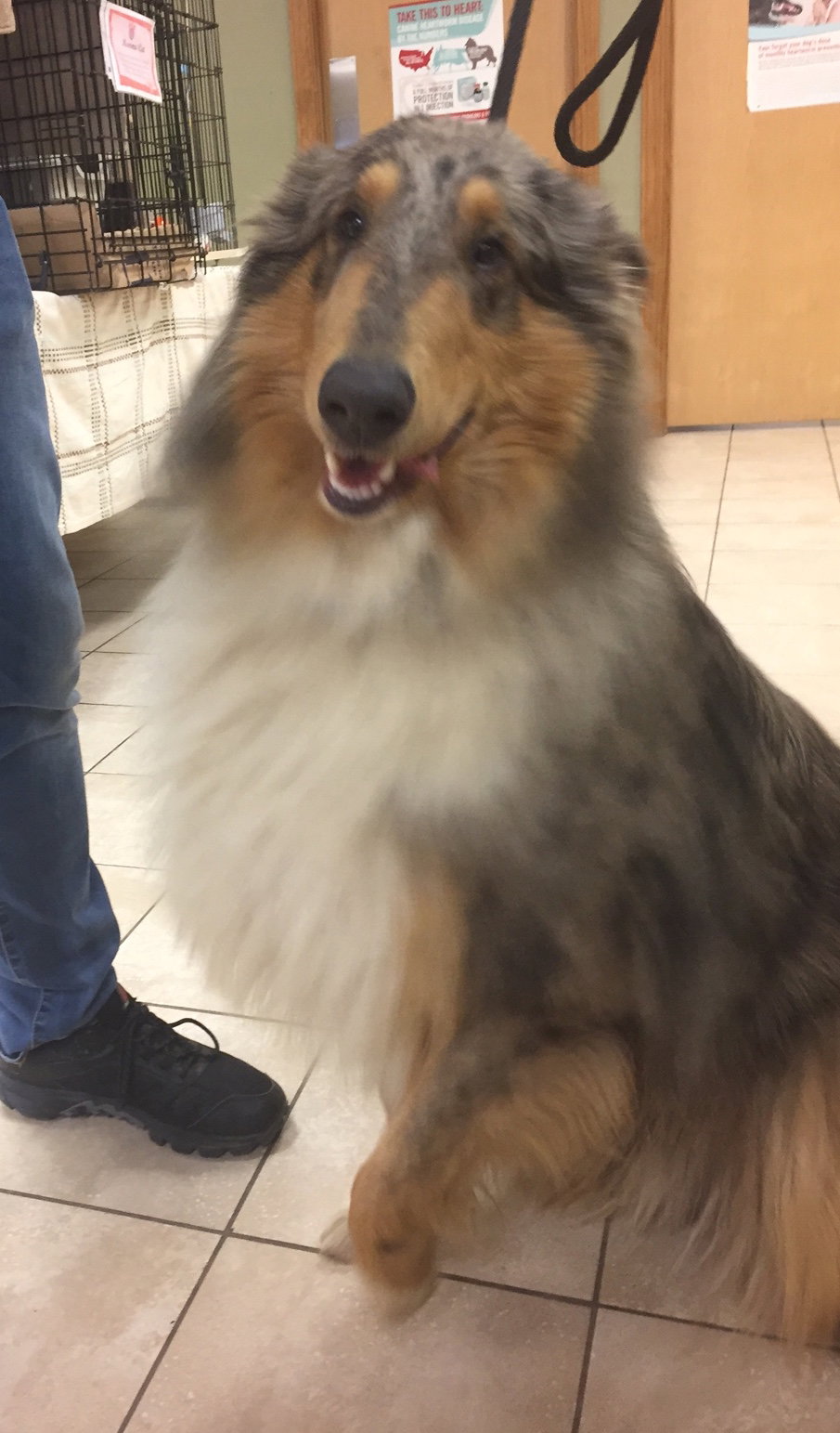 Lucky - photo 2