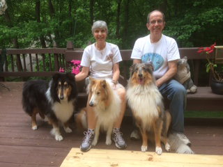 Lucky a Young Male Collie (long coat) adopted through Collie Rescue