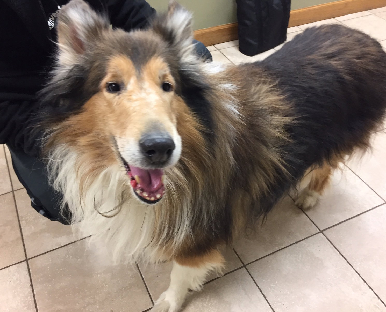 Skylar a Adult Male Collie (long coat) adopted through Collie Rescue