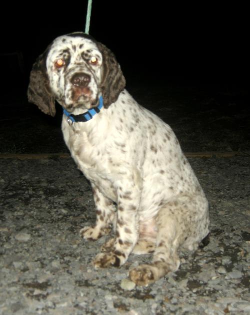 Rocco a Adult Male Cocker Spaniel (medium coat) adopted through Collie Rescue