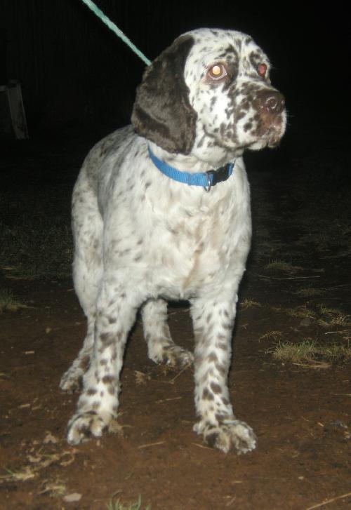 Rocco - photo 2