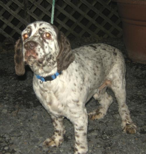 Rocco - photo 3