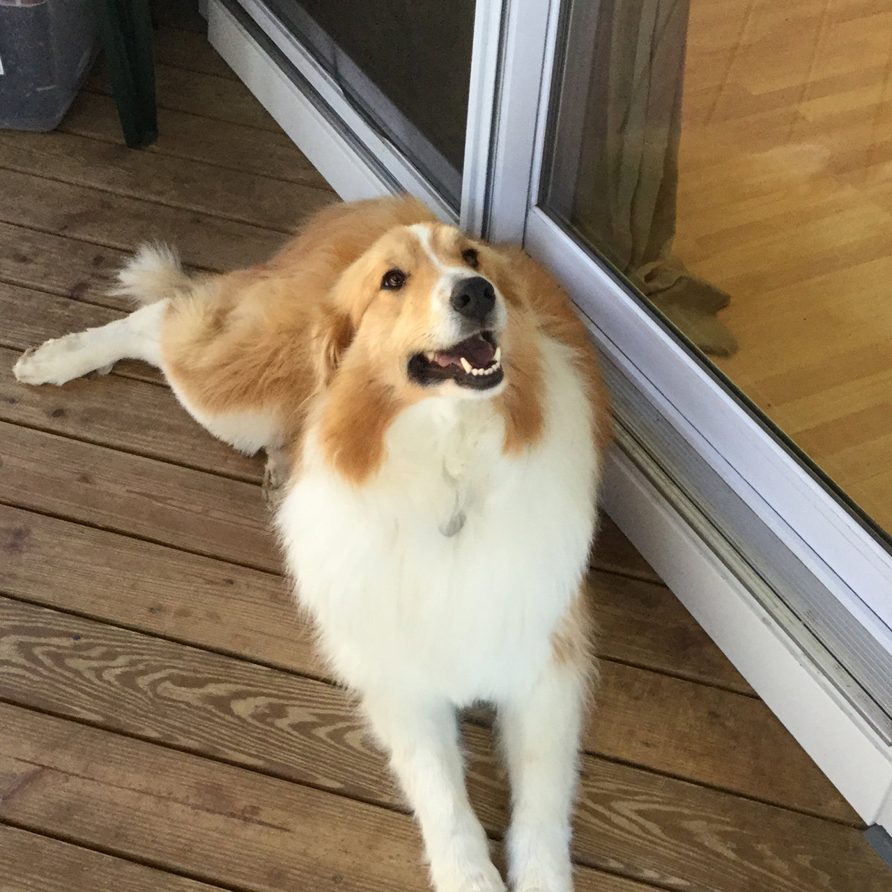 Sadie a Adult Female Collie / Mixed (long coat) adopted through Collie Rescue