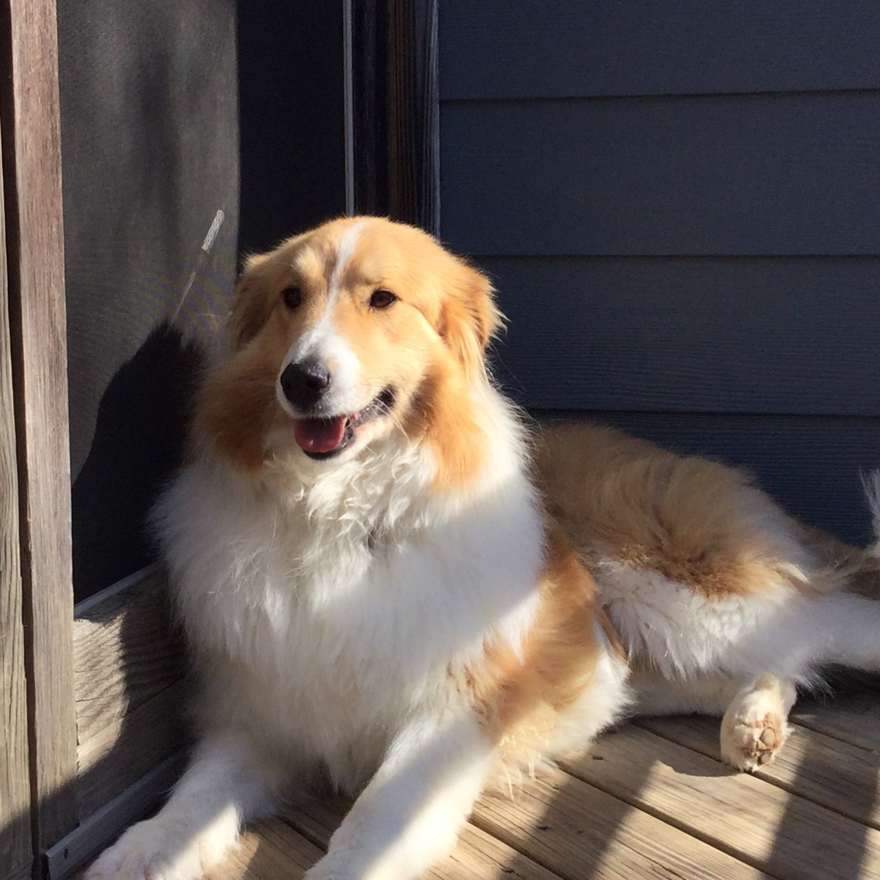 Sadie - photo 2