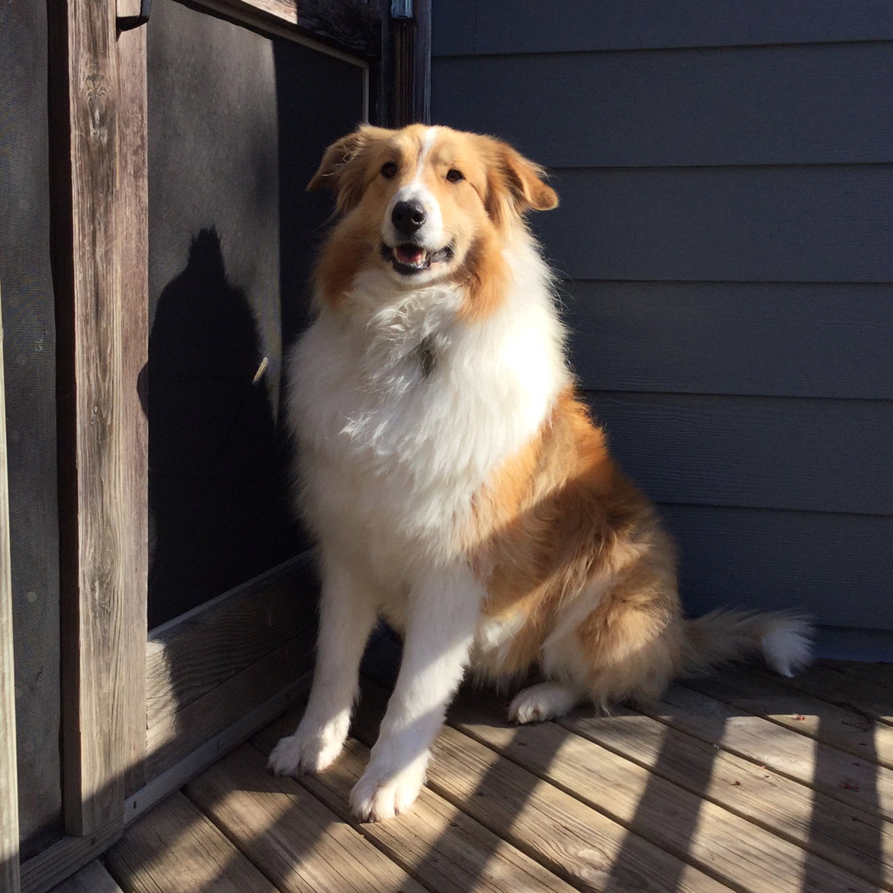 Sadie - photo 3