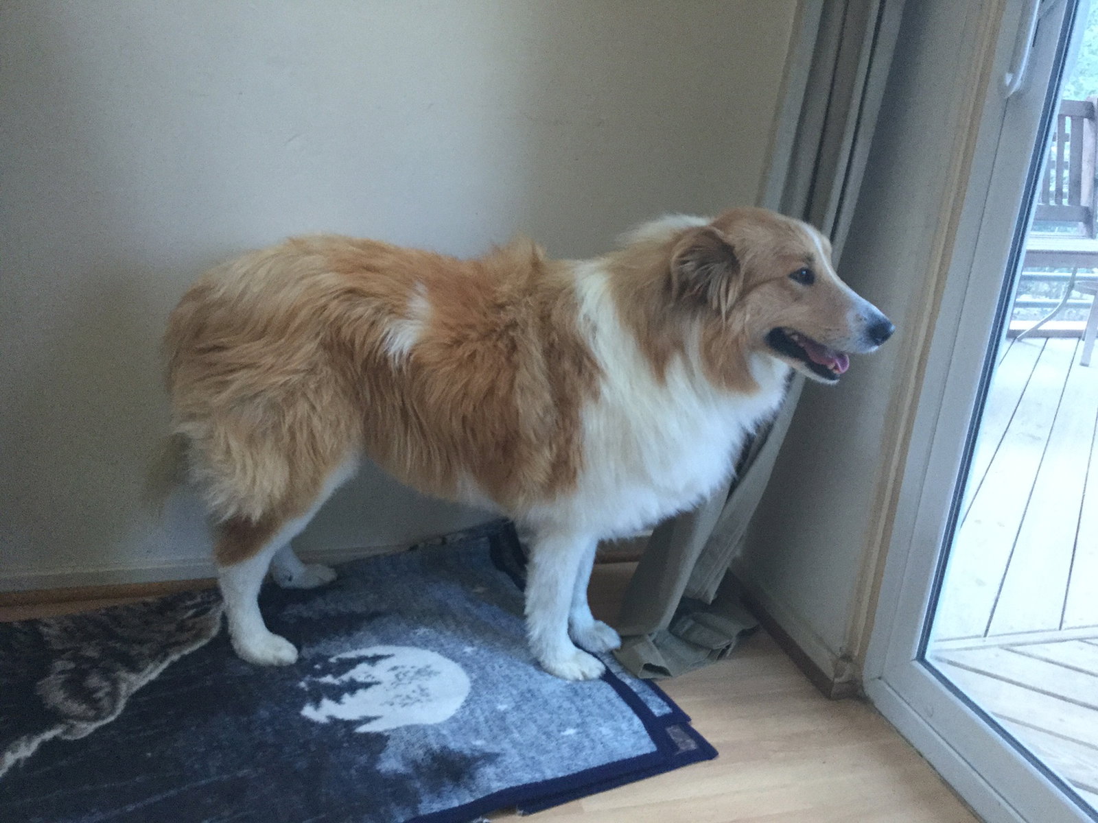 Sadie - photo 4