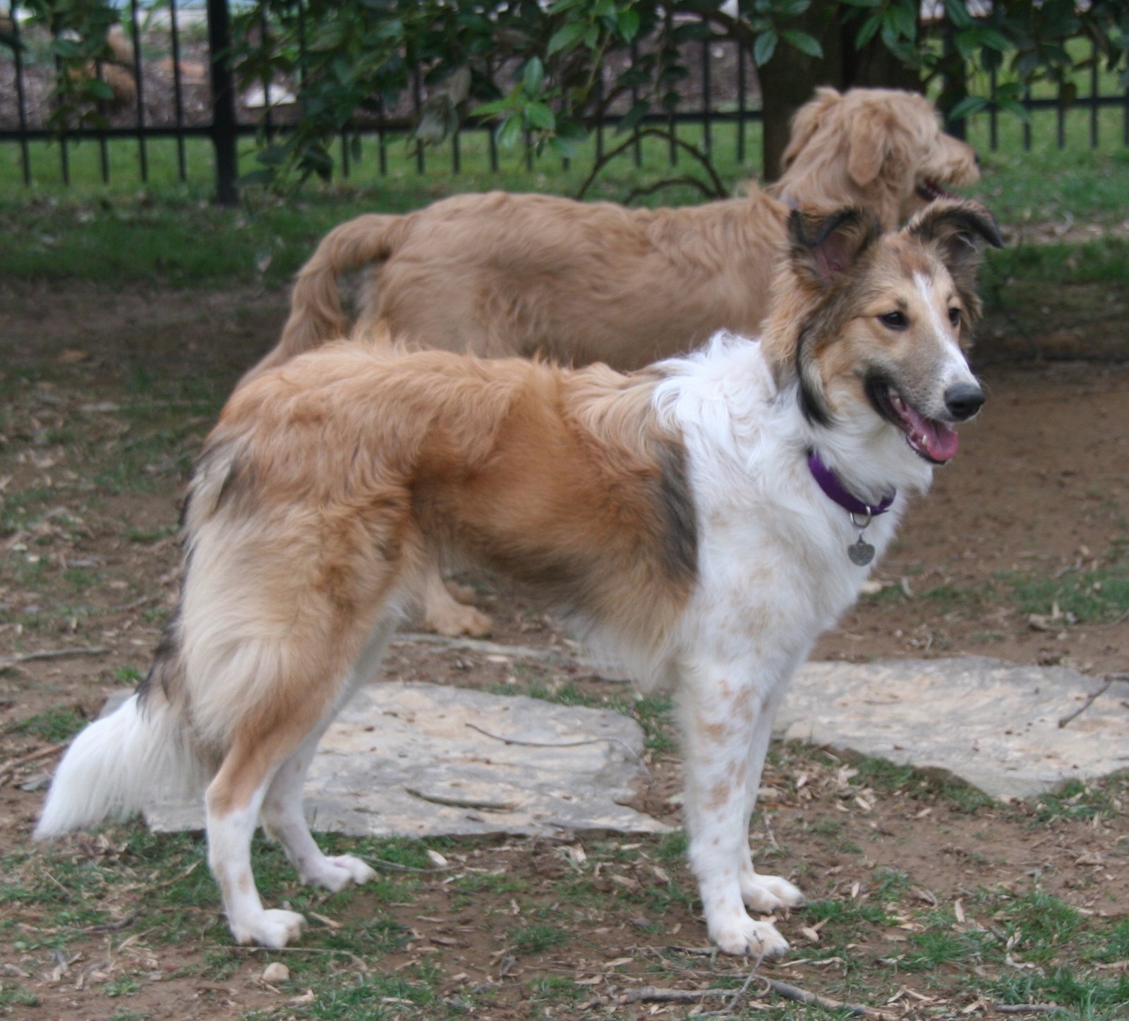 Lil' Girl a Young Female Collie / Shetland Sheepdog Sheltie / Mixed (long coat) adopted through Collie Rescue