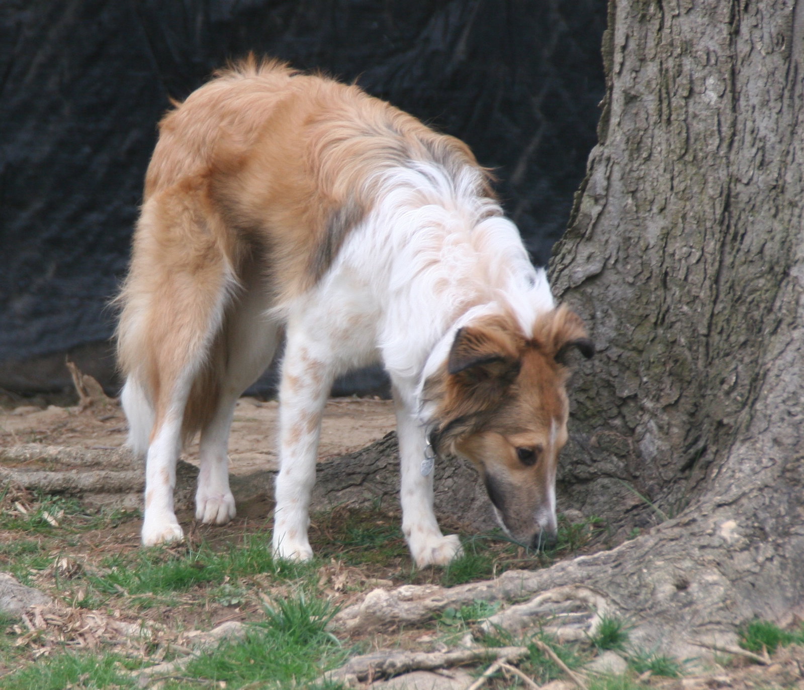 Lil' Girl - photo 3